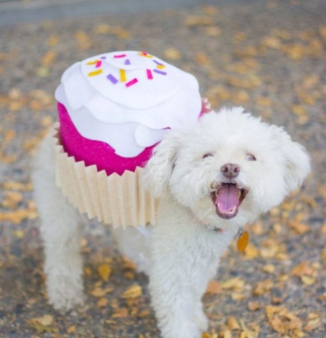 DIY Dog Costumes - Quick and Easy Ideas - Cupcake