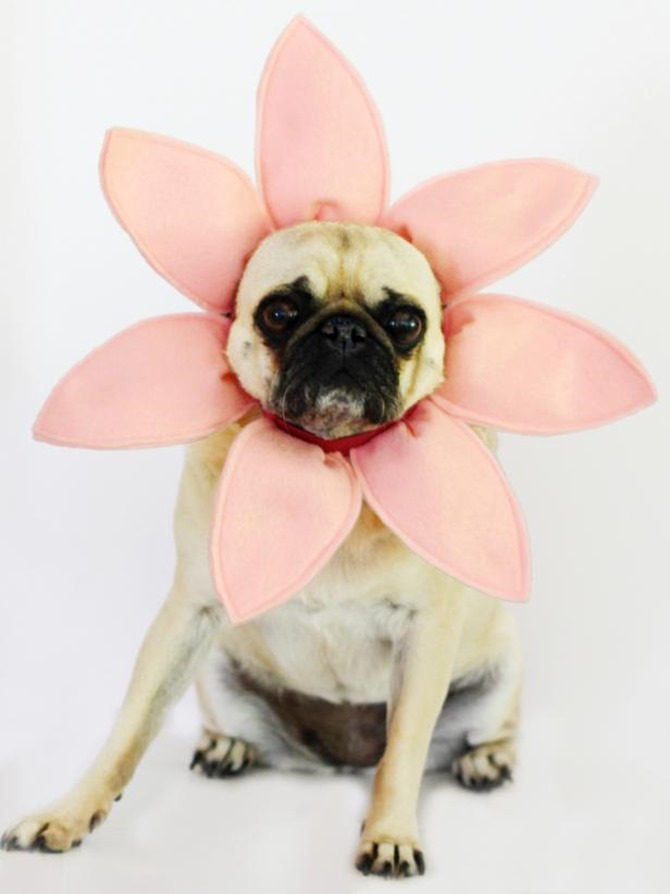 DIY Dog Costumes - Quick and Easy Ideas - Flower