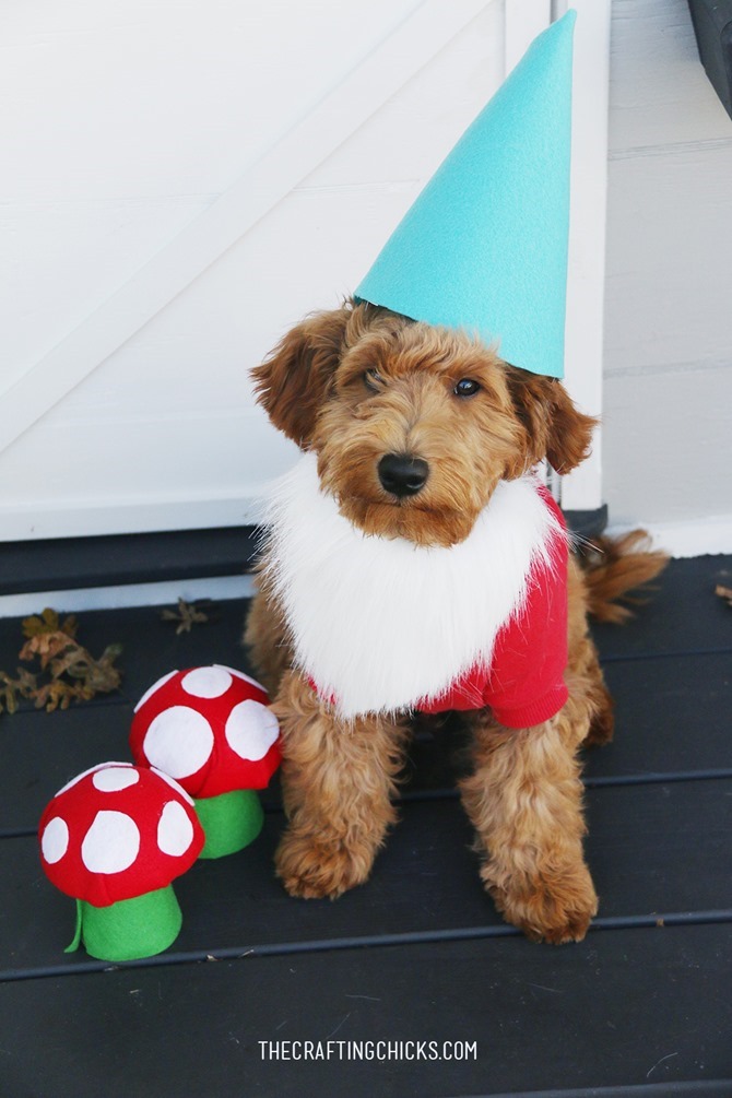 DIY Dog Costumes - Quick and Easy Ideas - Gnome