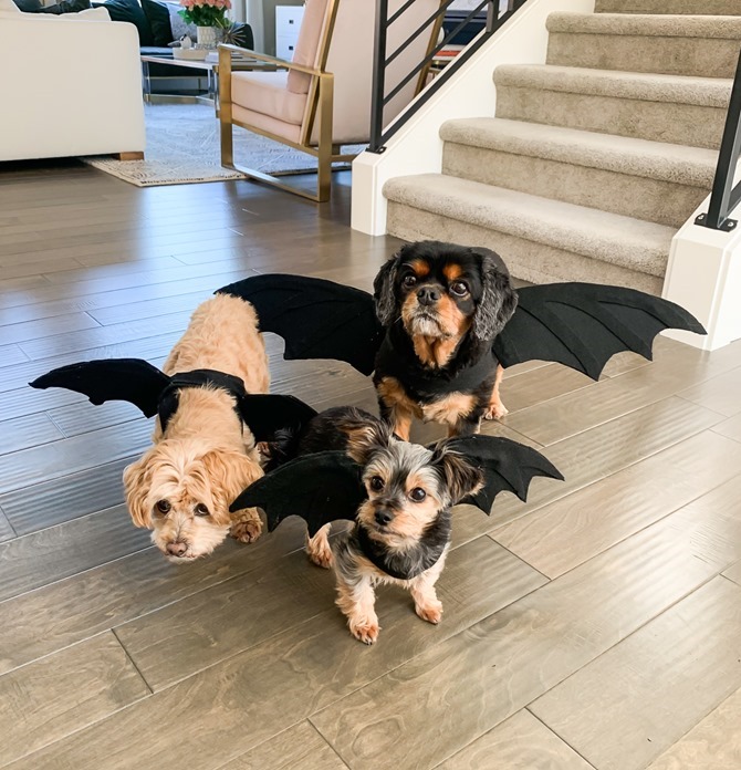 DIY Dragon Dog Costume - Quick and Easy Ideas